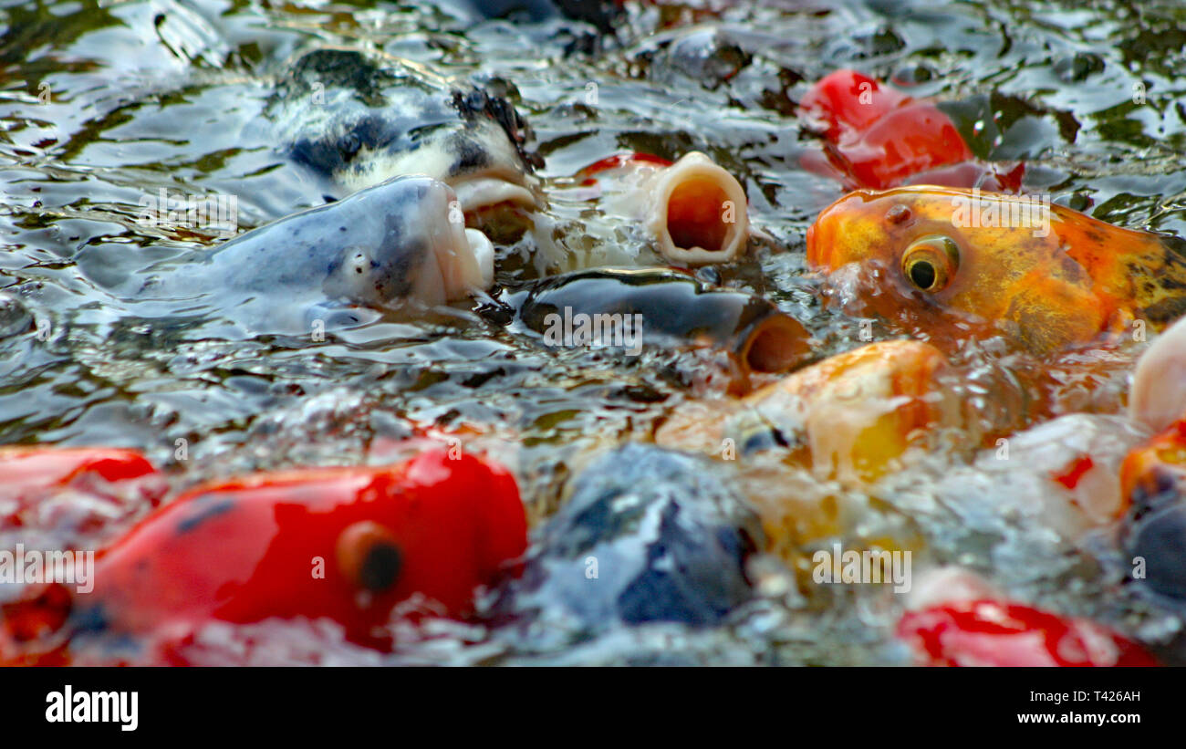 Koi Japoneses coloridos peces nadando en el estanque y compitiendo por el alimento imagen ancha Foto de stock