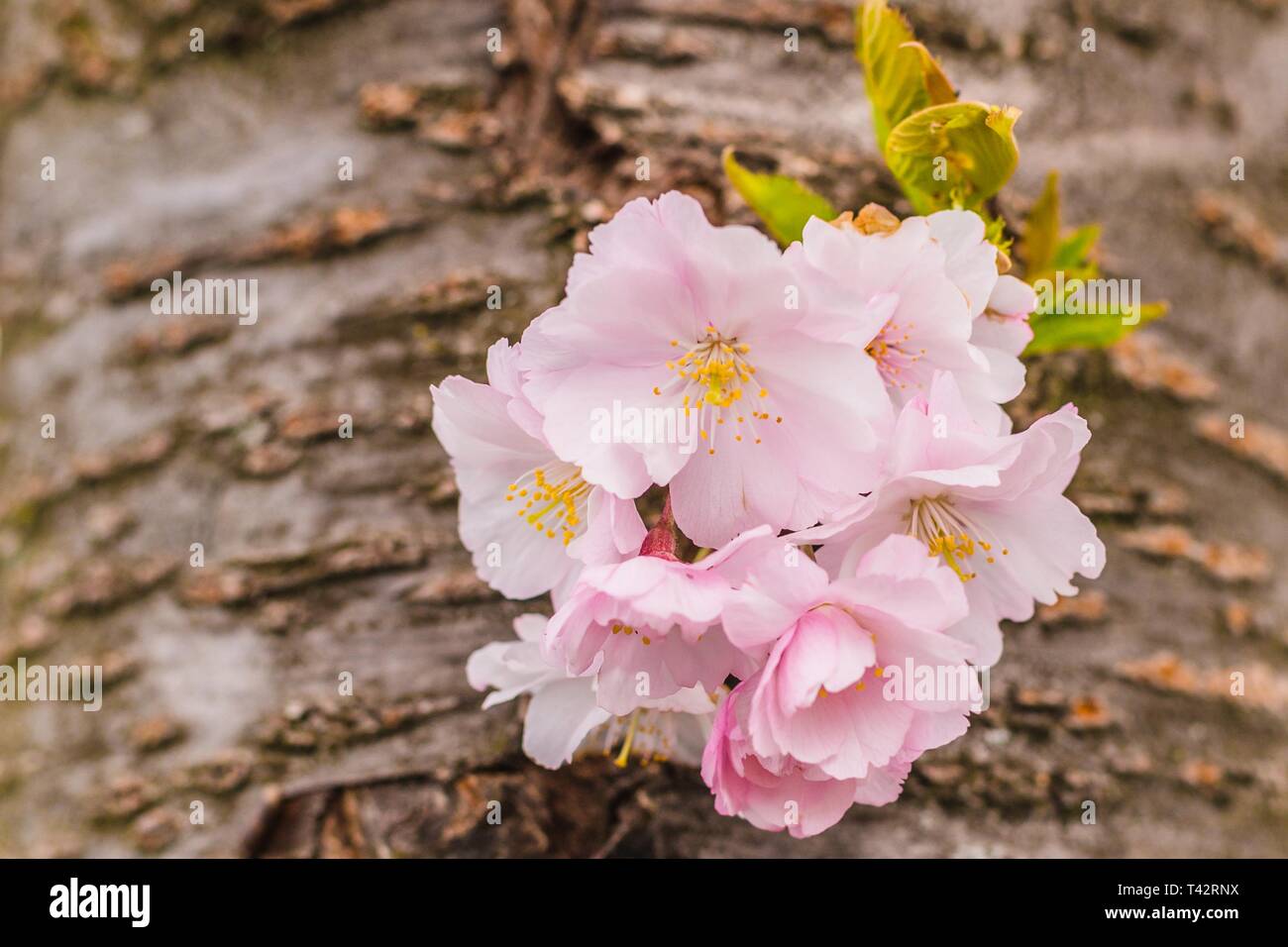 Rosa y amarillo, sakura, flor de cerezo japonés, creciendo sobre marrón  corteza, hojas verdes, día de la primavera en un jardín Fotografía de stock  - Alamy