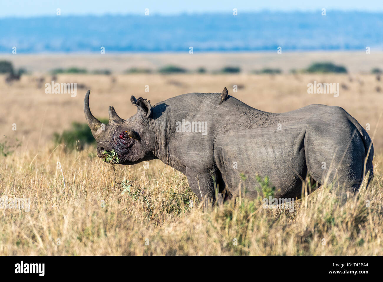 Rhino sangrado después de luchar solo pastoreo en Maasai Mara Foto de stock