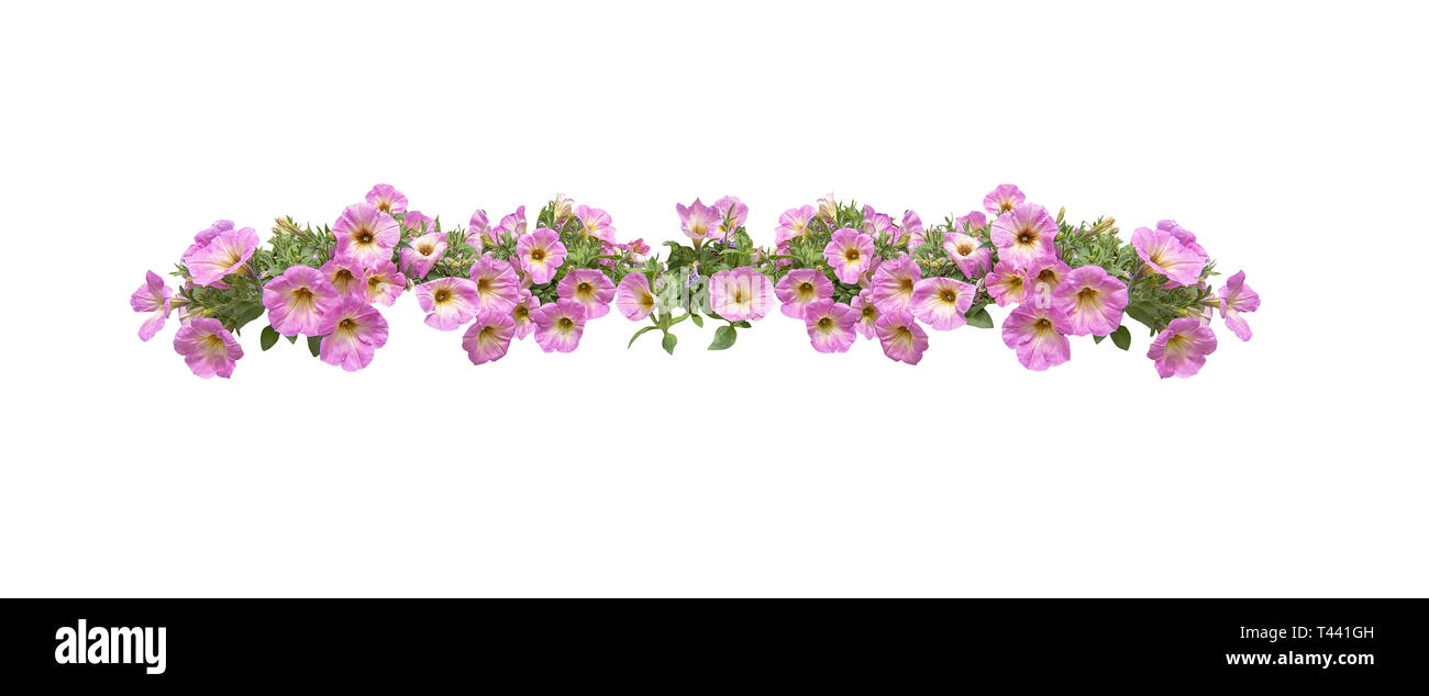 Petunias florecientes de color rosa Imágenes recortadas de stock - Alamy