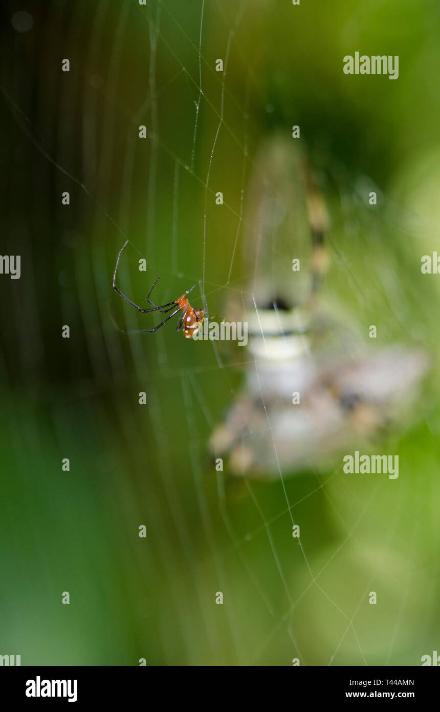 Araña roja de plata Argyrodes miniaceus, carroñando en la web con la araña de la Cruz de San Andrés hembra, Argiope versicolor, en el fondo, Klungkung, Bali Foto de stock