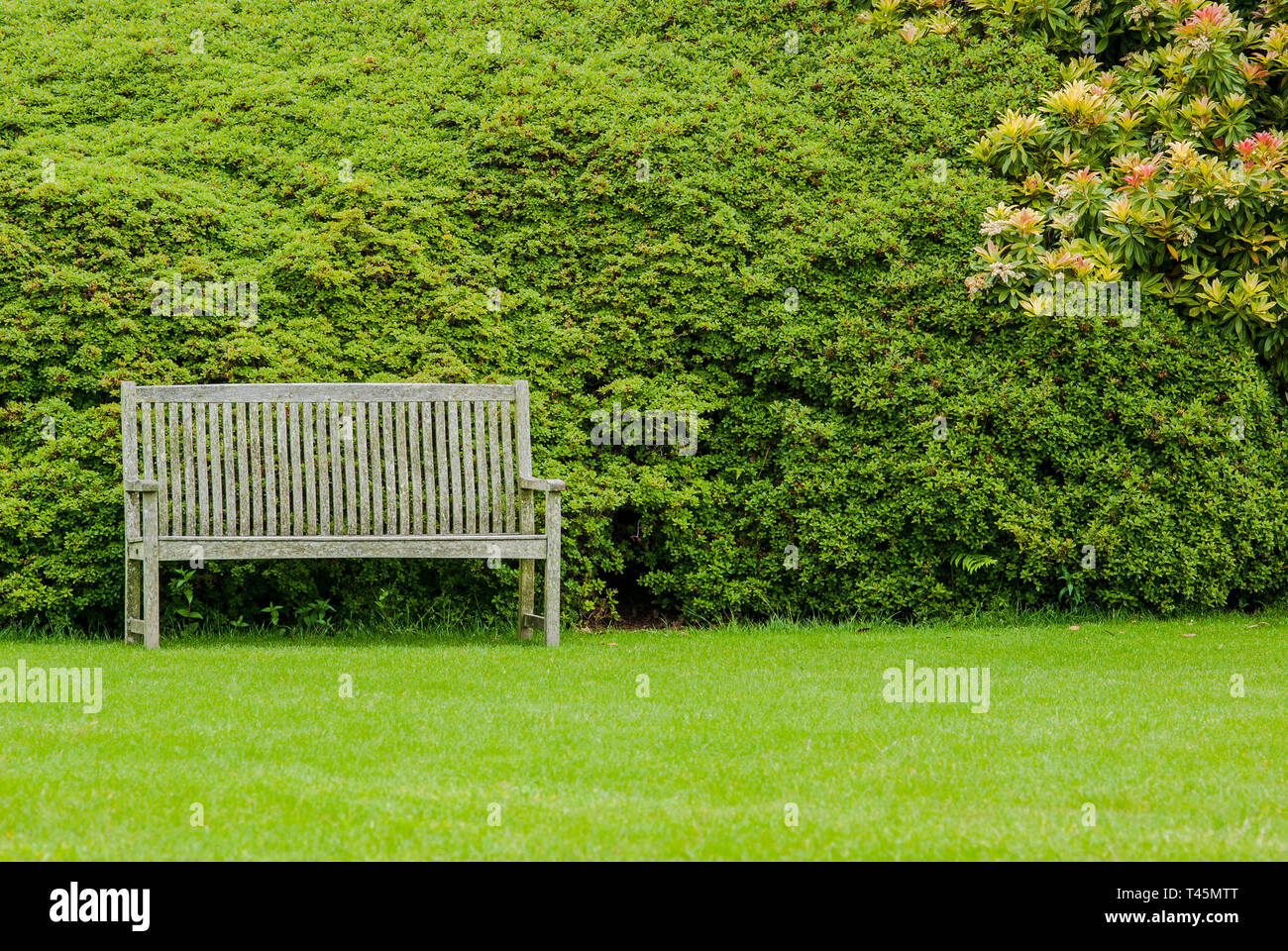 Clásico de madera banco de jardín en frente de una caja grande, Buxus sempervirens, cobertura, con hierba y flores japonesas, Andrómeda Pieris Japonica, arbusto Foto de stock