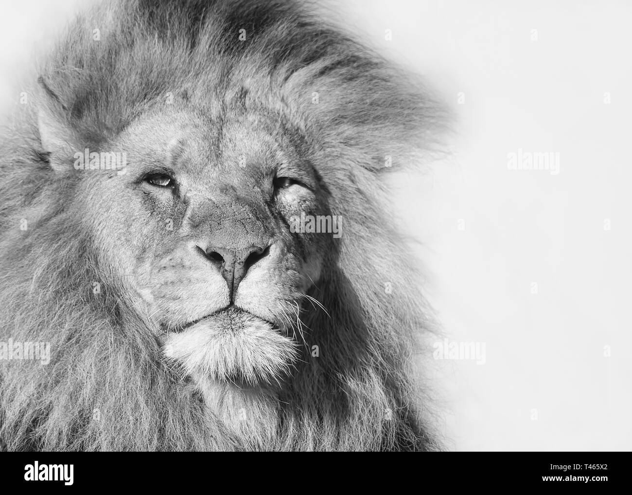 Closeup retrato en blanco y negro de un león africano macho Foto de stock