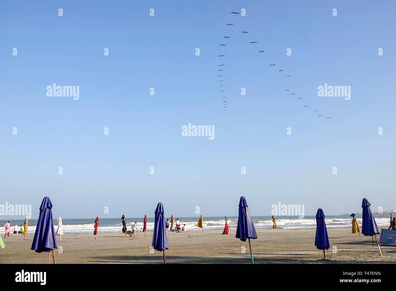 Cartagena Colombia,Bocagrande,playa pública del Mar Caribe,aves vuelo V formación de bandadas,sombrillas,temprano por la mañana,arena,COL190122008 Foto de stock