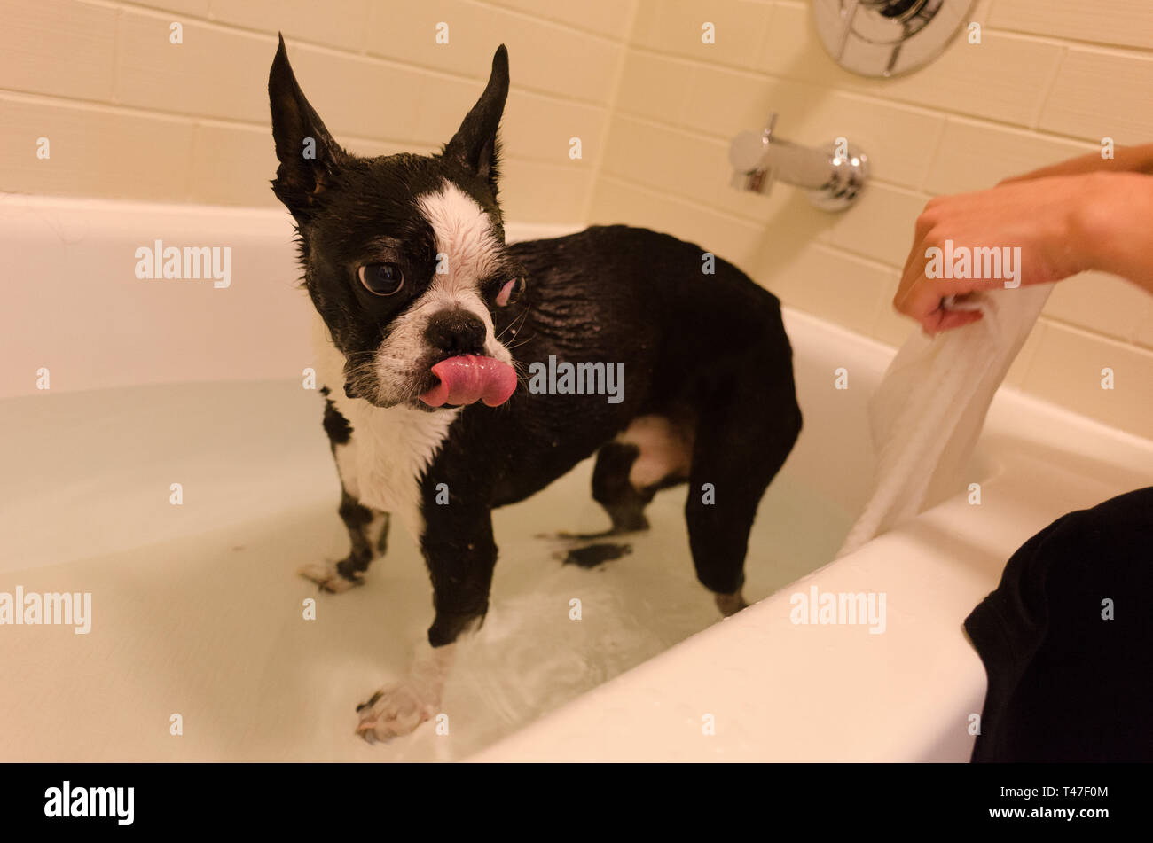 Un Boston Terrier en la bañera Foto de stock