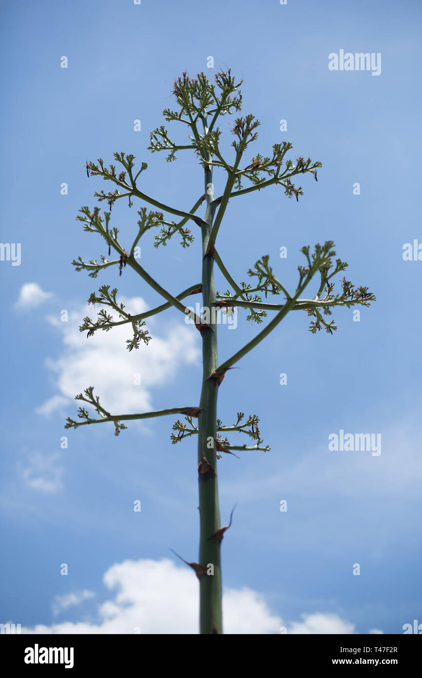 Plantas de agave florecientes en Austin, Texas Foto de stock