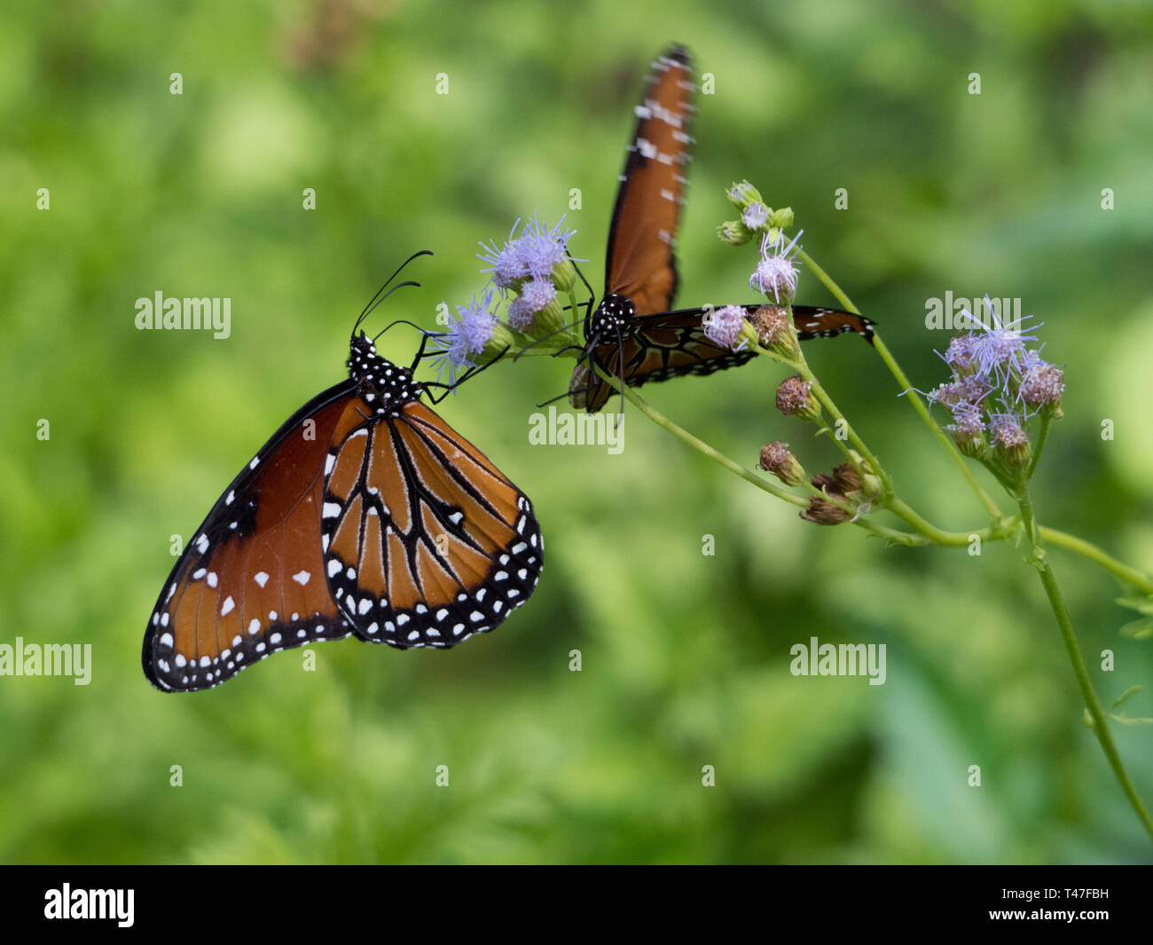 Las mariposas monarca se alimentan de plantas en Austin, Texas Foto de stock