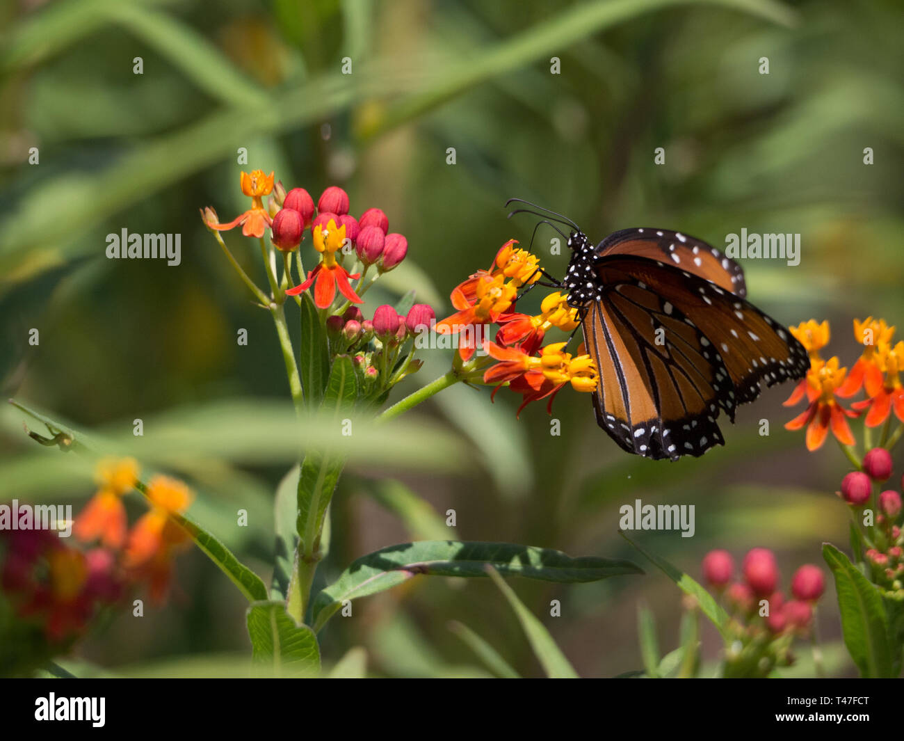 Las mariposas monarca se alimentan de plantas en Austin, Texas Foto de stock