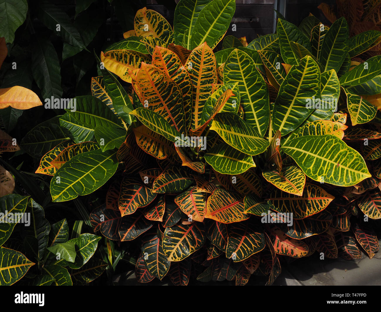 Una colorida planta de croton Foto de stock