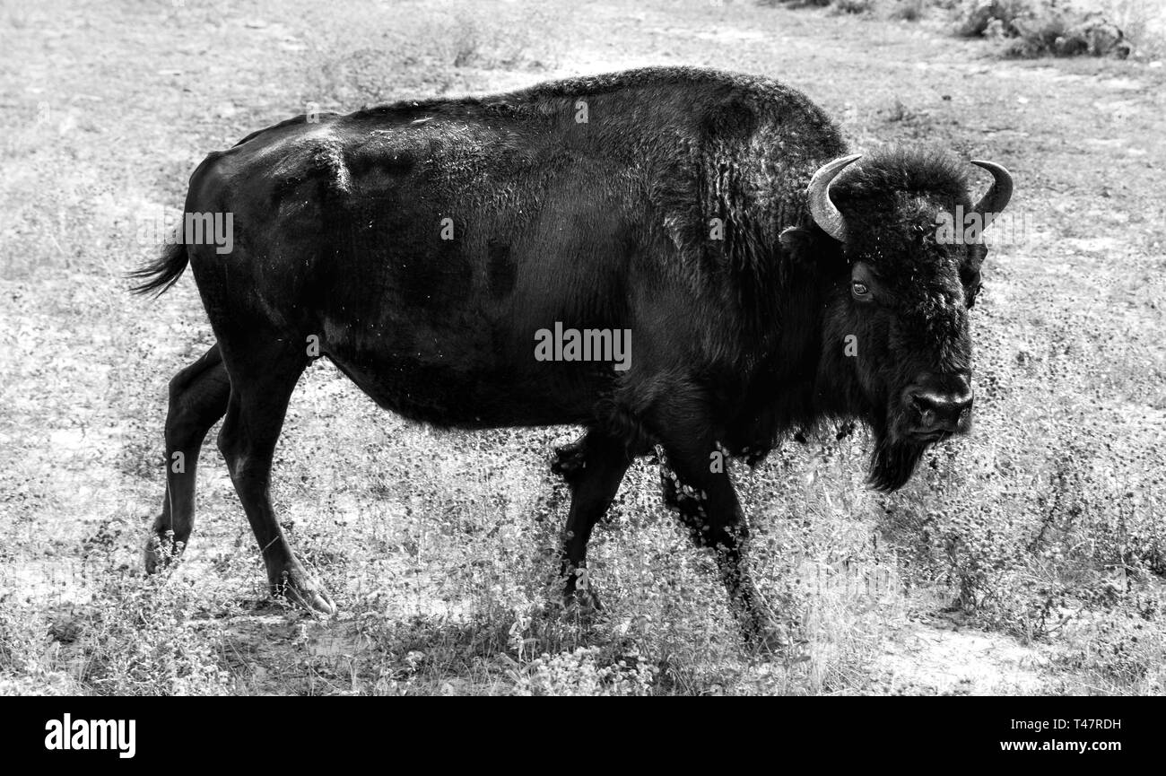 Beefalo o Cattalo, híbrido de North American el bisonte (Bison bison) y el ganado doméstico (Bos taurus), en blanco y negro, Utah, EE.UU. Foto de stock