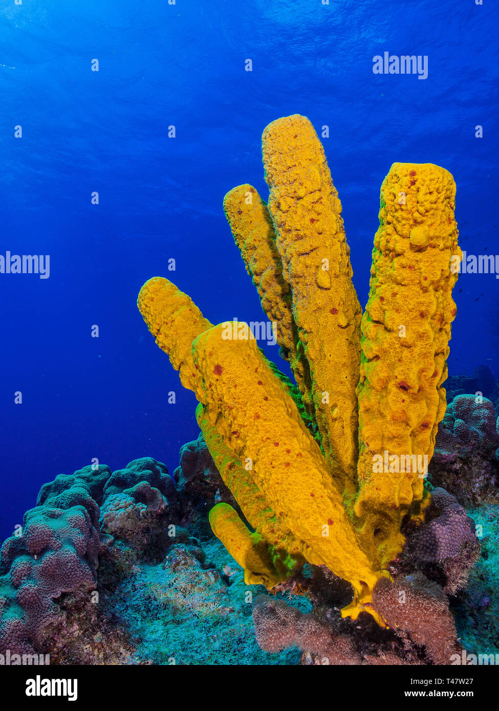 Paisaje de coral esponja tubo amarillo (Aplysina fistularis)coral Aplysina  fistularis y fuego los Roques - Venezuela Fotografía de stock - Alamy