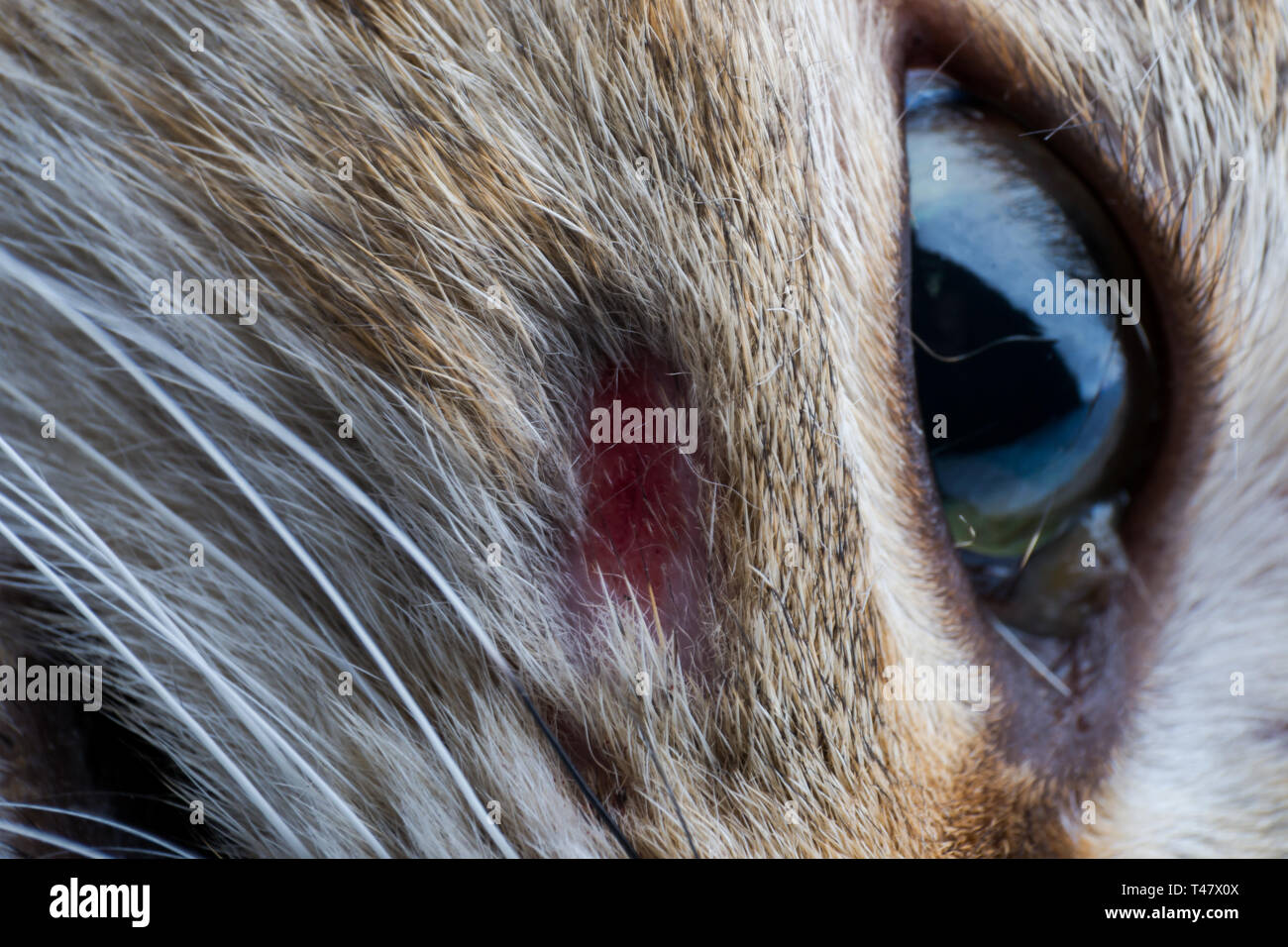 Gato con una pequeña herida traumática en la cara Fotografía de stock -  Alamy