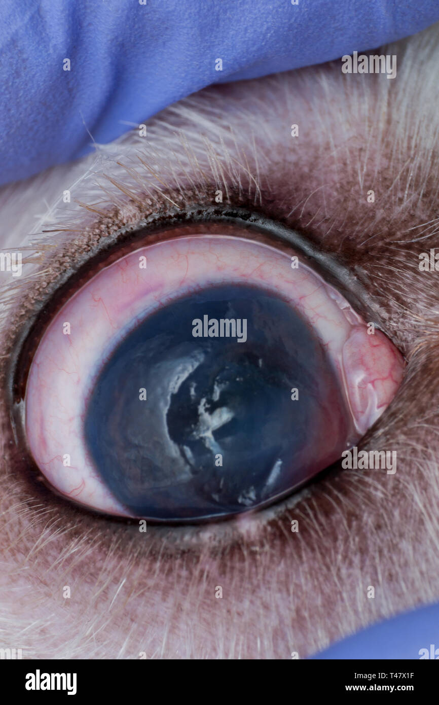 Ojo de un perro con profunda úlcera corneal closeup Fotografía de stock -  Alamy