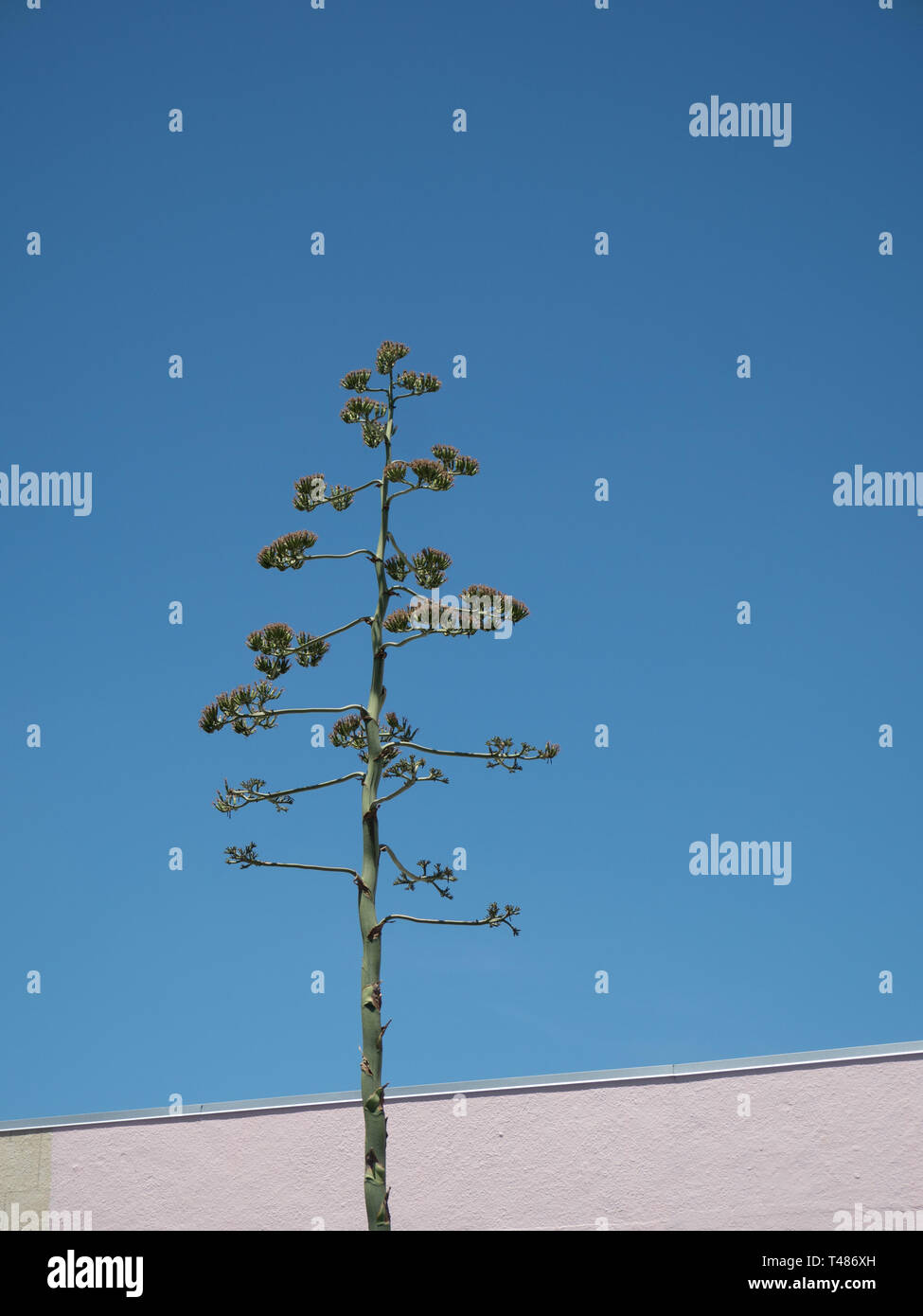 Flor Agave Foto de stock