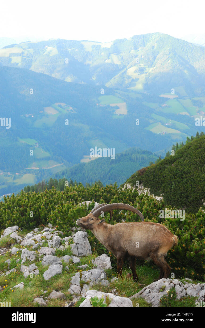 Íbice (Capra ibex) en los Alpes austríacos. Foto de stock