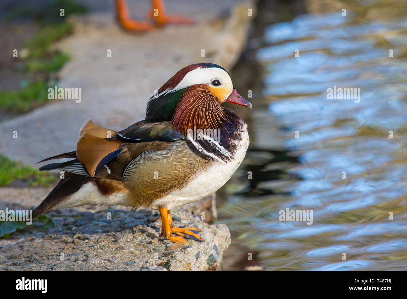 Pato Mandarin Silvestre Al Borde De Un Lago De California Todos Los Patos Del Mandarin En Los Estados Unidos Se Consideran Escapados O Los Descendientes De Los Escapados Fotografia De Stock Pato Mandarin Silvestre Al Borde De Un Lago De California Todos Los Patos Del Mandarin En Los Estados Unidos Se Consideran Escapados O Los Descendientes De Los Escapados Fotografia De Stock