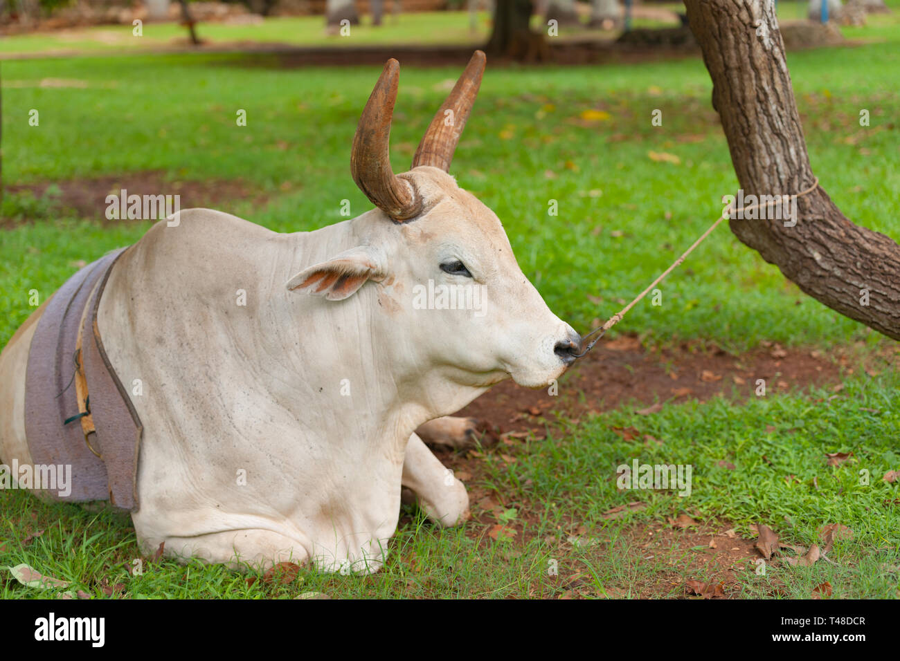Vaca descansando en el suelo sujetado por anillo de la nariz y la cuerda al árbol en la agricultura de subsistencia en Cuba. Foto de stock