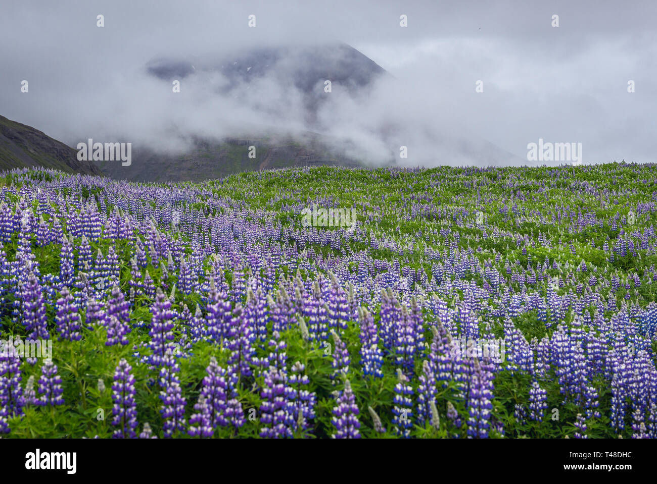 Nootka lupine flores en la parte oriental de Islandia Foto de stock