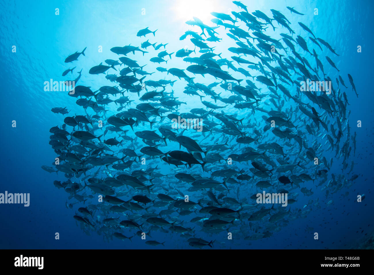 Una gran escuela de patudo jacks, Caranx sexfasciatus, nade en las claras aguas azules del Palau. Este hermoso destino es conocido por sus arrecifes de coral. Foto de stock