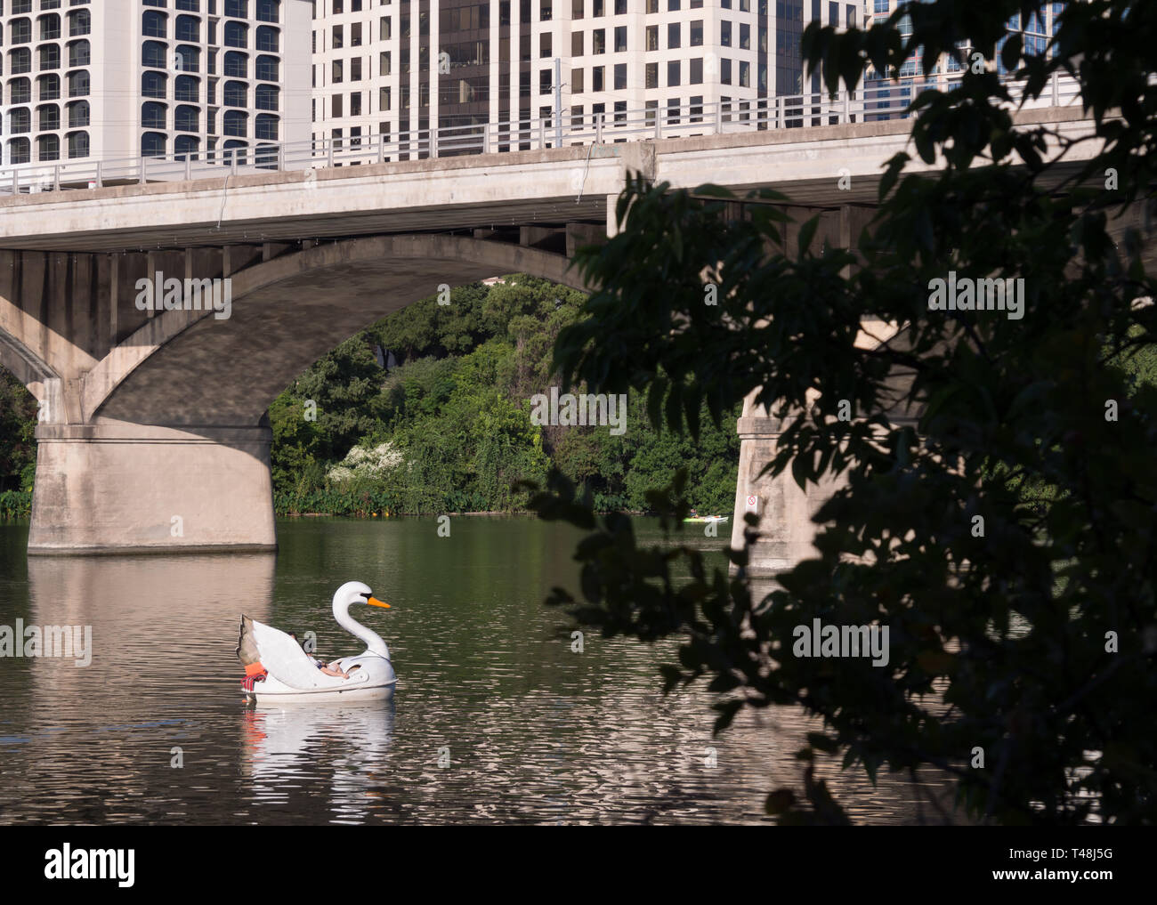 Bote de remos Swan en el lago Lady Bird en Austin, Texas Foto de stock