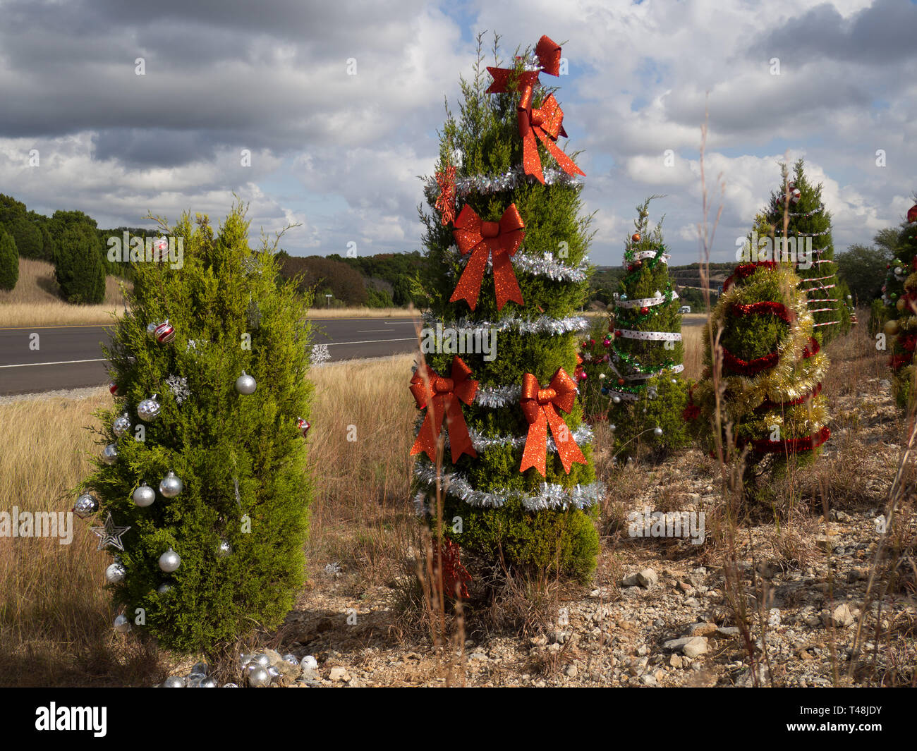 Sabinas decorado para la Navidad en la autopista 360 en Austin, Texas Foto de stock