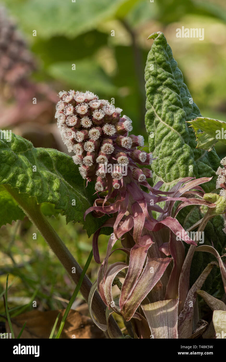 Cabeza de flores hembra de butterbur Petasites hybridus, Parque Nacional del Distrito de los Picos, Inglaterra Foto de stock