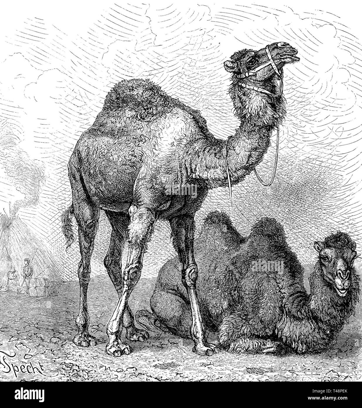 Dromedaryy (Camelus dromedarius) y un camello bactriano (Camelus bactrianus) 1889, histórico xilografía, Francia Foto de stock