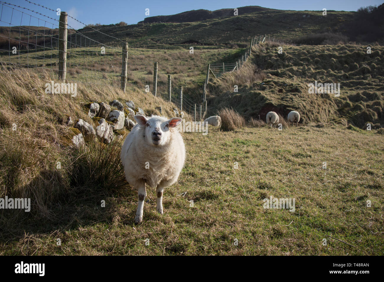 Un rebaño de ovejas en el campo irlandés Foto de stock