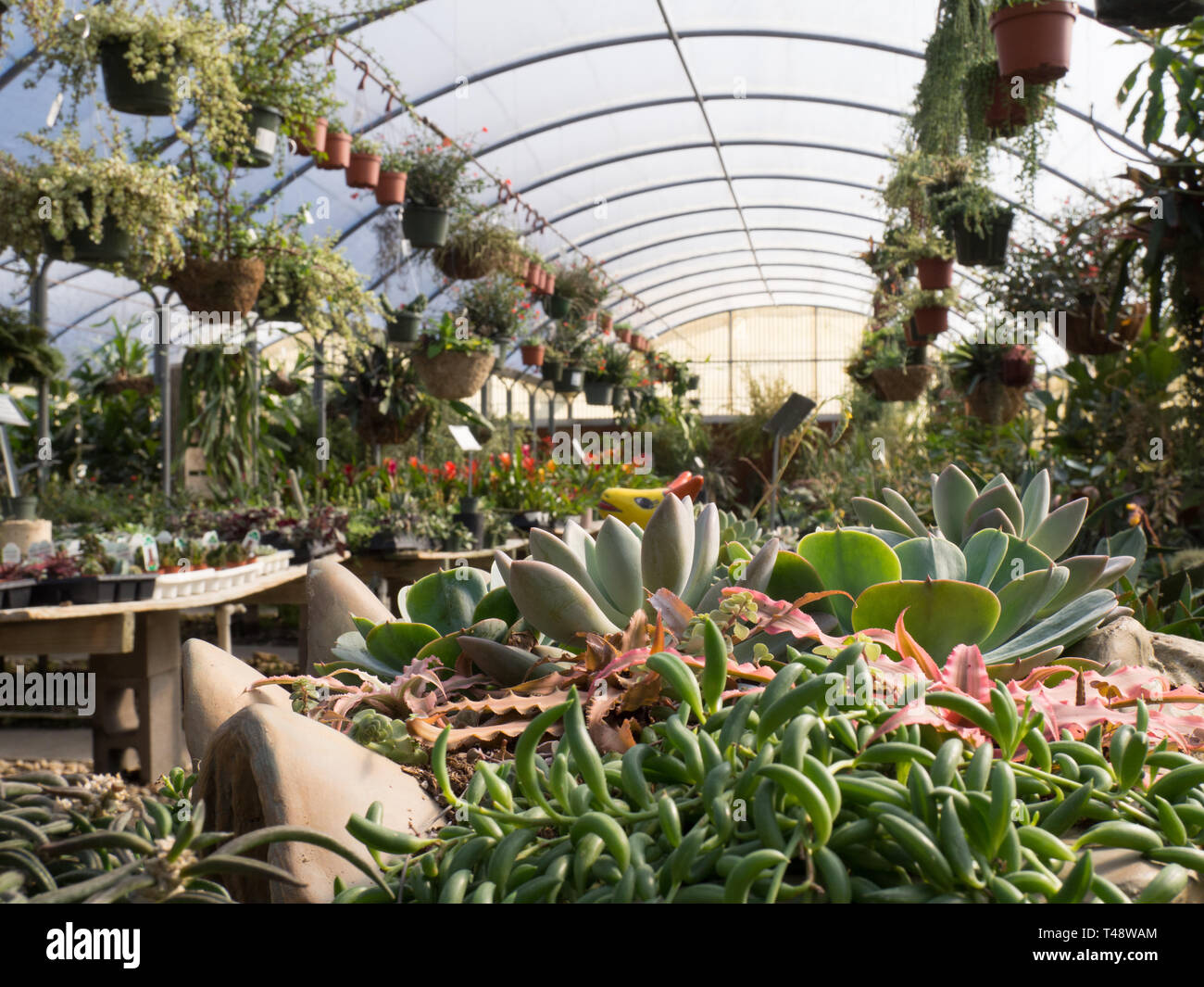 Vivero invernadero lleno de plantas de la casa Foto de stock