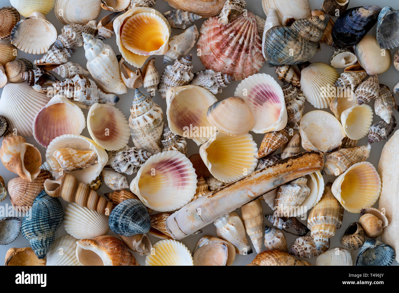 Una mezcla de variedad de conchas de mar. Antecedentes con una mezcla de varias conchas. Foto de stock
