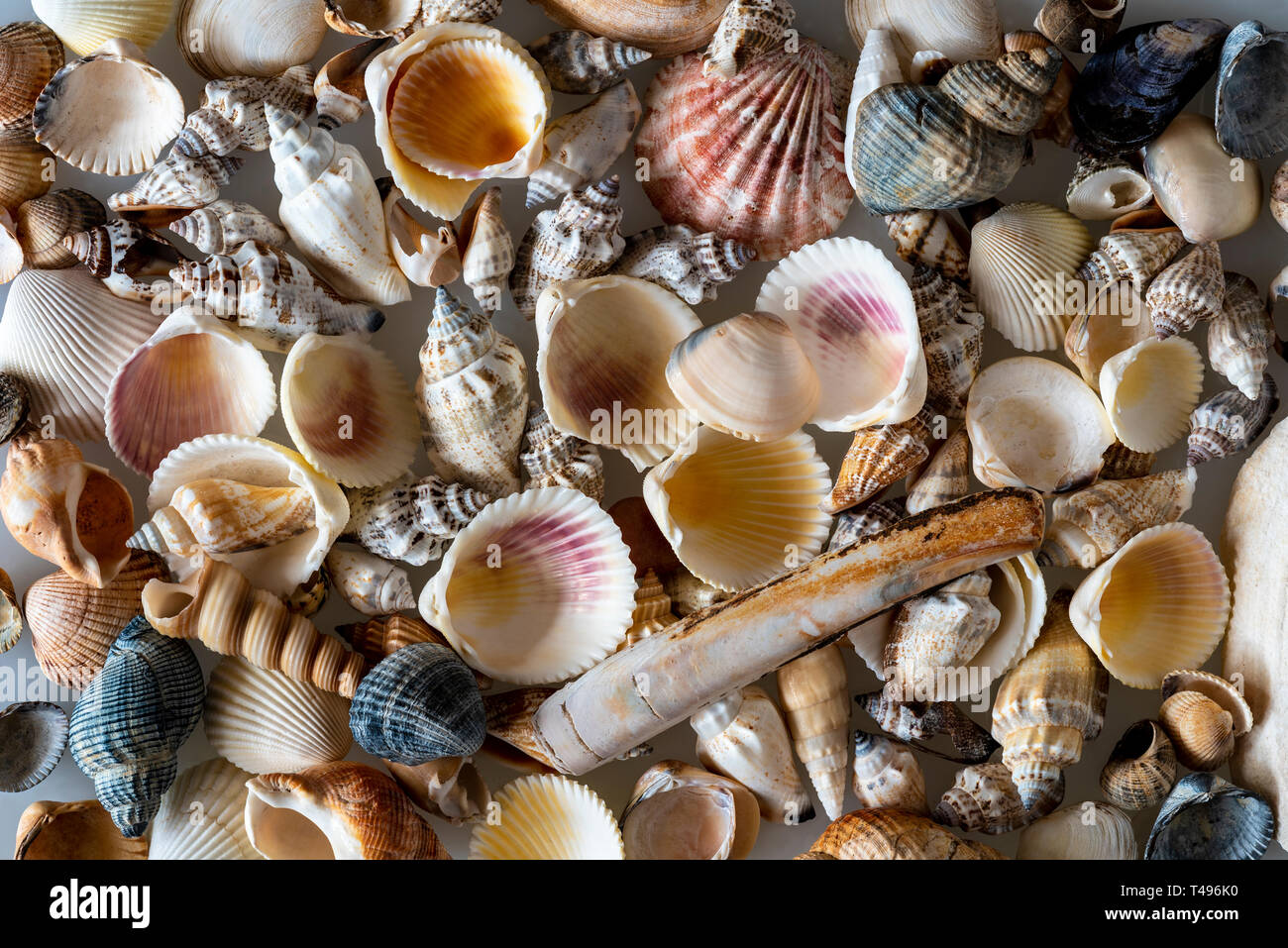 Una mezcla de variedad de conchas de mar. Antecedentes con una mezcla de varias conchas. Foto de stock