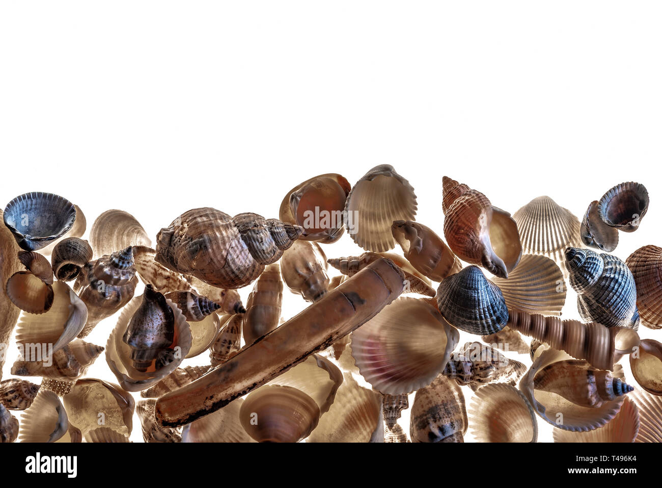 Una mezcla de variedad de conchas de mar. Antecedentes con una mezcla de diversas conchas, con espacio de copia. Foto de stock