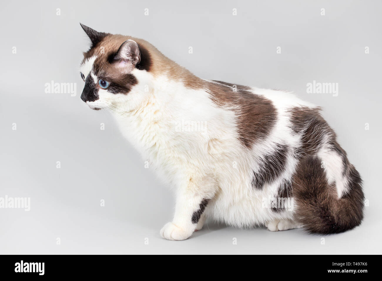 Gato medio-casta de patín de nieve sobre un fondo gris. La figura de un gato  gordo en el perfil, el enfoque selectivo Fotografía de stock - Alamy