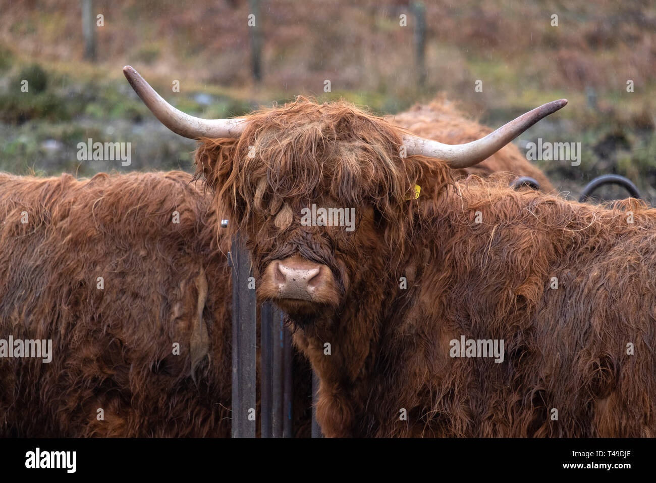 Vaca Highland en Escocia, Reino Unido, Europa Foto de stock