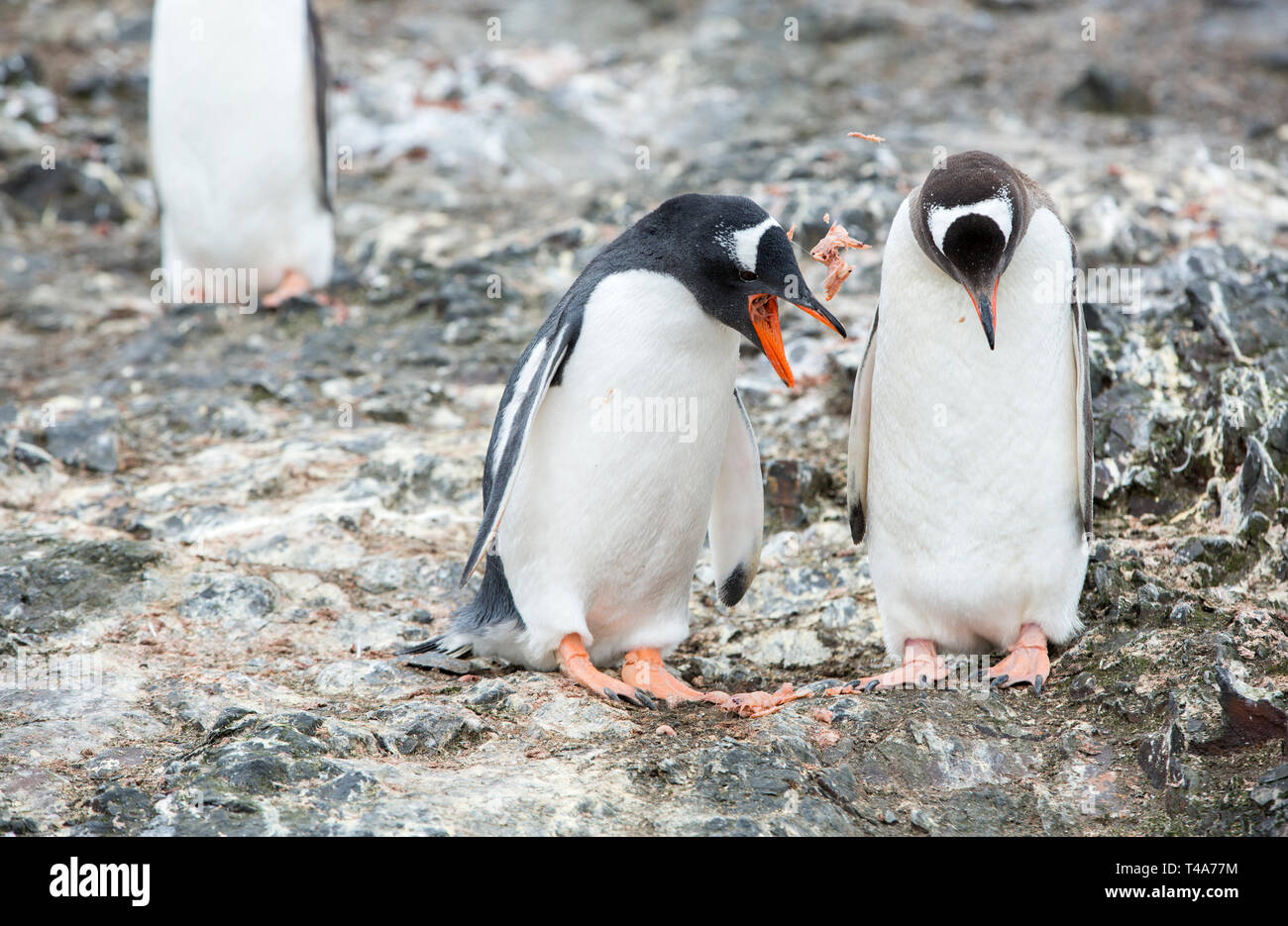 Pingüinos Pygoscelis papua, regurgitar krill en Hannah Point, Isla Livingston, Islas Shetland del Sur, Antártida. Foto de stock