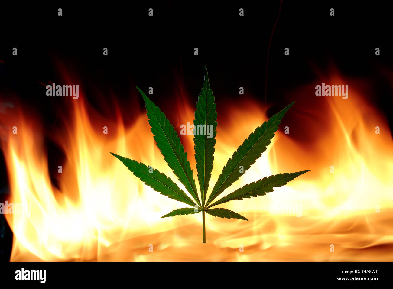 Hoja de cannabis con fuego real sobre los antecedentes Foto de stock