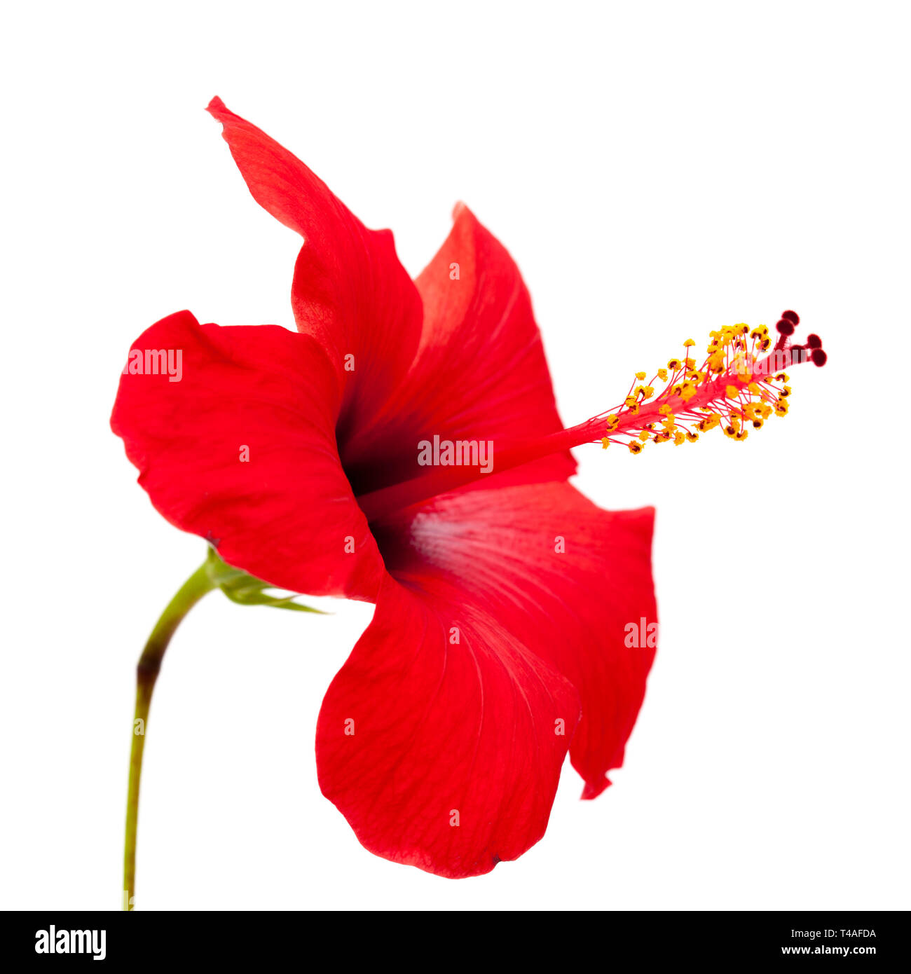 Única flor hibiscus rojo aislado sobre fondo blanco. Foto de stock