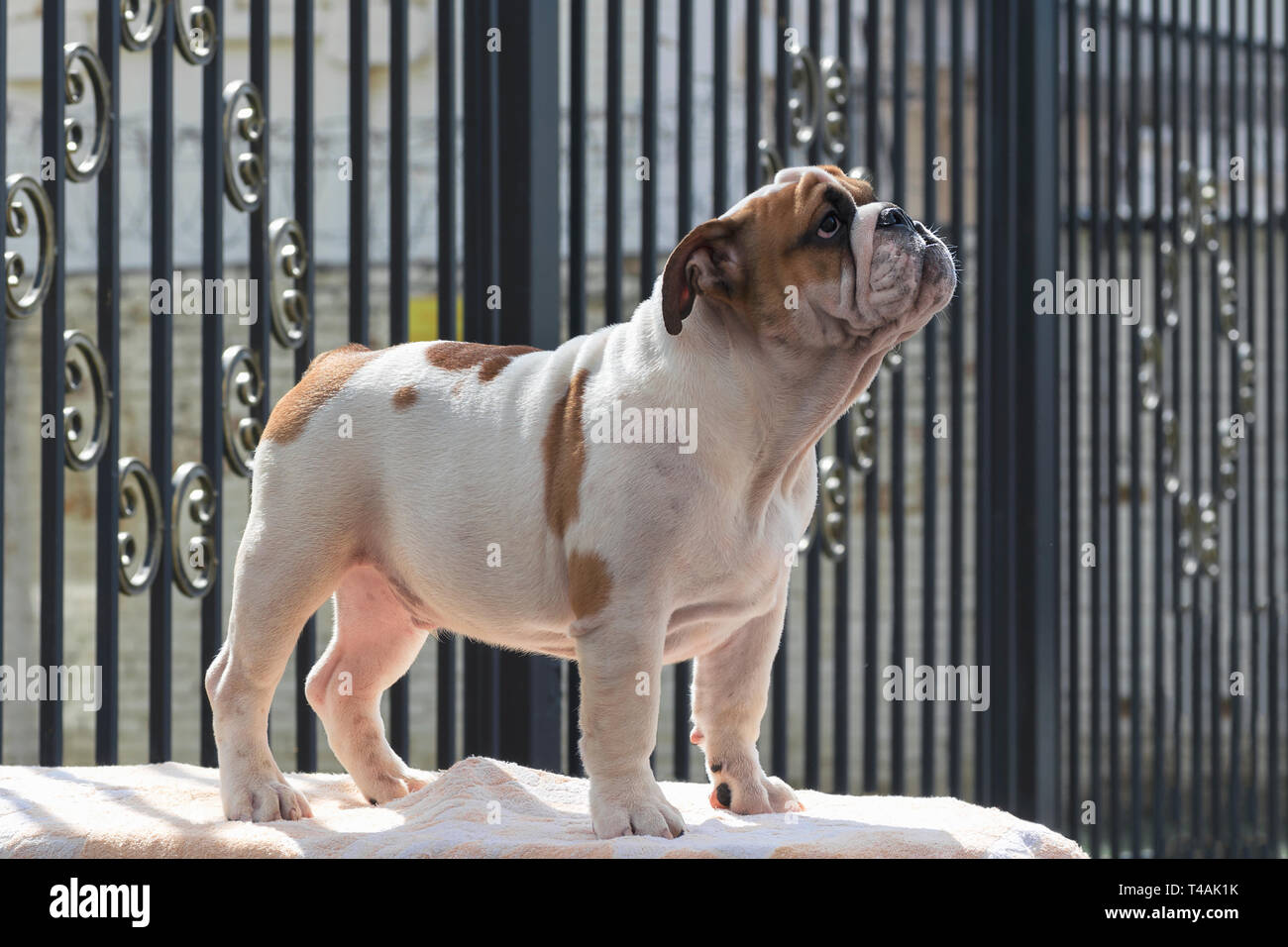 Lindo cachorro bulldog inglés y permanente buscando retrato Foto de stock