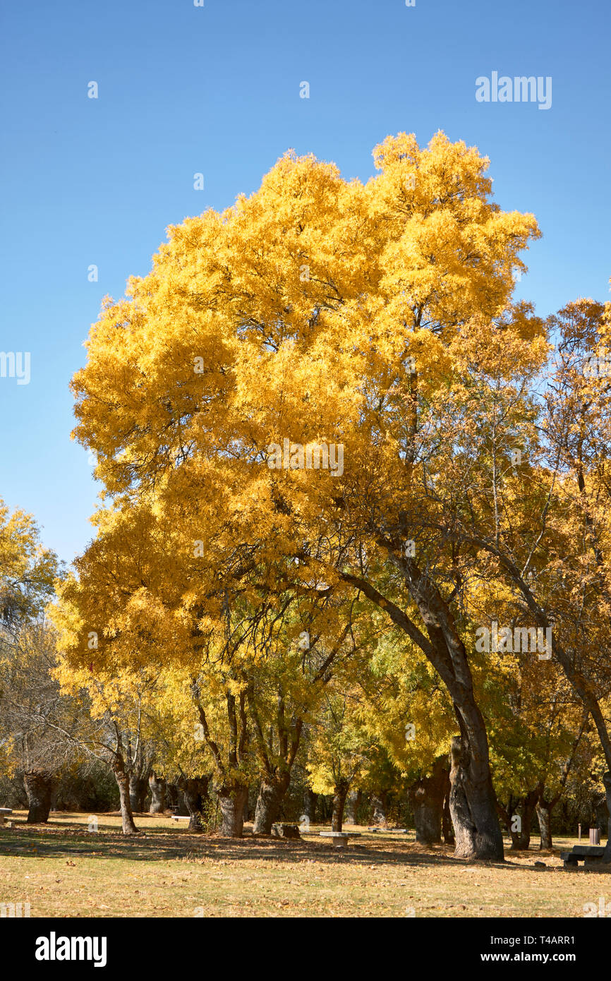 Árbol con hojas amarillas al comienzo de otoño Fotografía de stock - Alamy