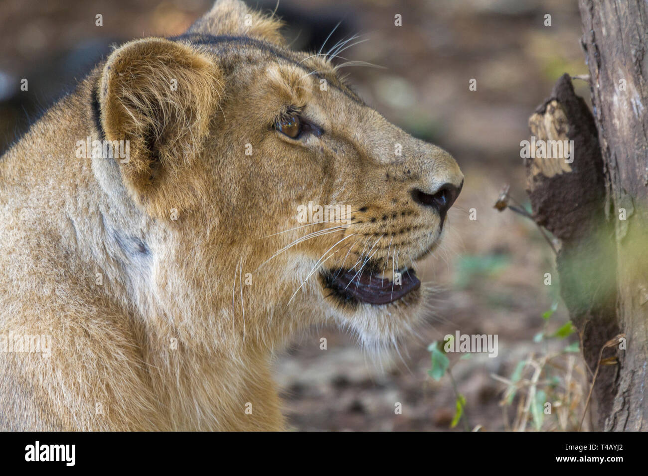 León asiático o león asiático o Panthera leo leo retrato femenino en el parque nacional de Gir Gujarat India Foto de stock
