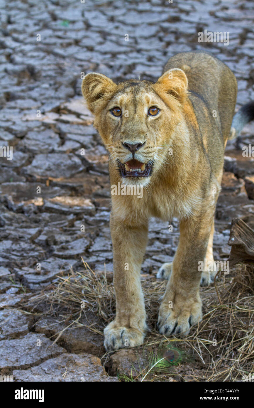 León asiático o león asiático o Panthera leo leo cachorro en Gir Parque Nacional India de Gujarat Foto de stock