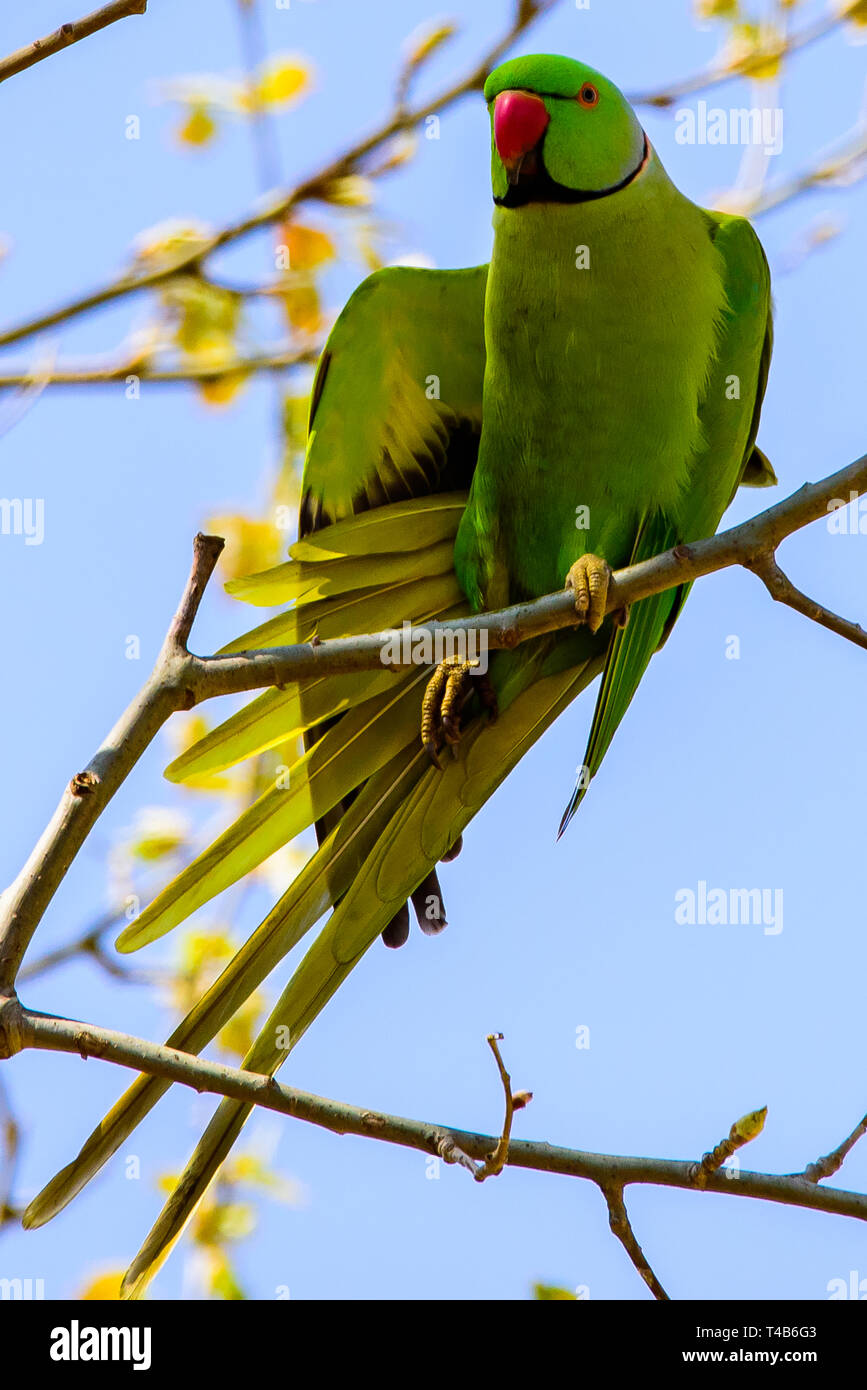 Parrot Jungle encaramado sobre una rama colorido loro guacamayo Foto de stock