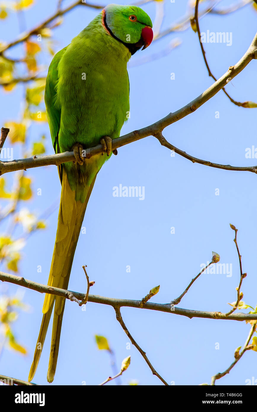 Parrot Jungle encaramado sobre una rama colorido loro guacamayo Foto de stock