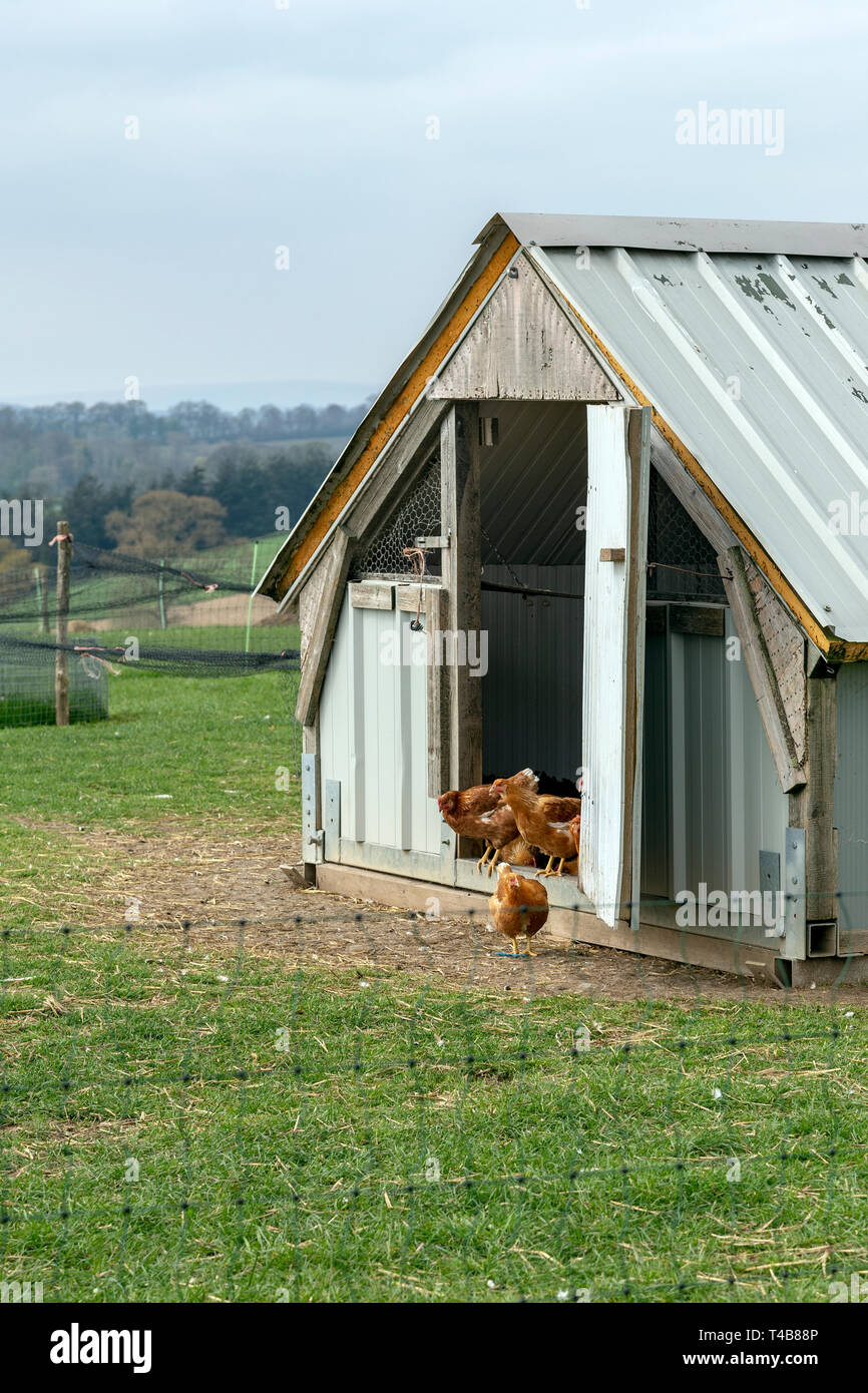 Pollo - Bird, granja, gallina, avicultura, Ganadería, Agricultura, Alimentación Animal, gallinero, Free Range, orgánico, alimentos, carnes, vitalidad, pájaro joven, Domo Foto de stock