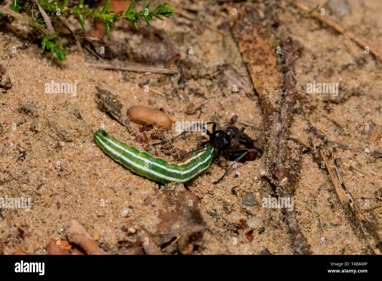 Bandas Rojas wasp, arena (Ammophila sabulosa) Foto de stock