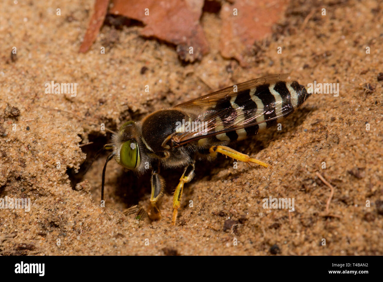 Wasp, arena (Bembix rostrata) Foto de stock