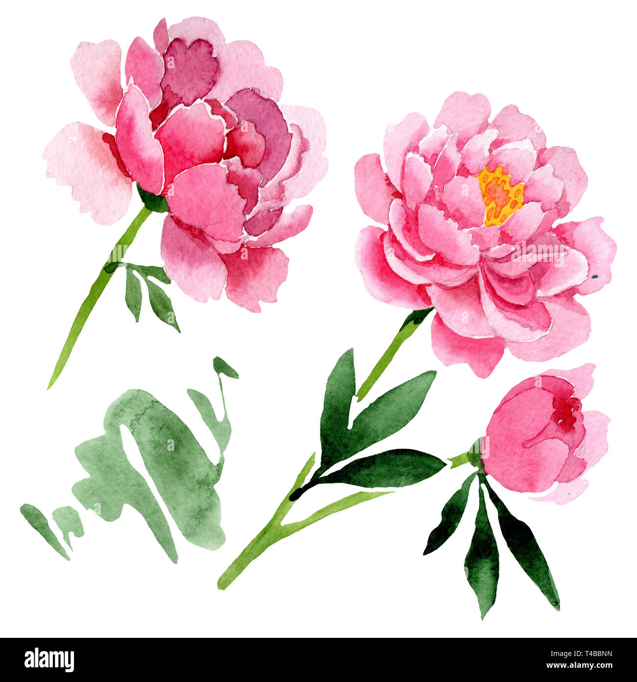 Adhesivos Pared Peonías Rosas Diseño Floral Peonía Acuarela - Temu