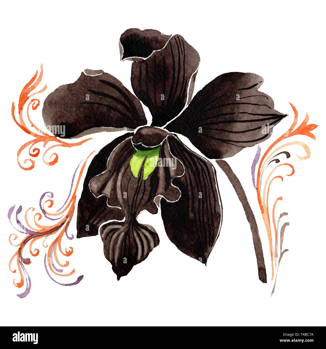 Orquídea Negra botánico floral flor. Ilustración de fondo de acuarela.  Ilustración de orquídeas elemento aislado Fotografía de stock - Alamy