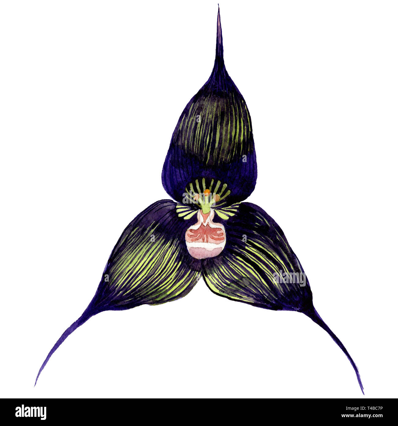 Orquídea Negra botánico floral flor. Ilustración de fondo de acuarela.  Ilustración de orquídeas elemento aislado Fotografía de stock - Alamy