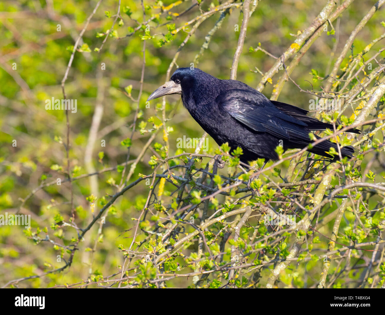 Rook Corvus frugilegus encaramado cerca de colonia de anidación Norfolk Foto de stock